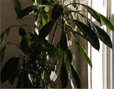 A plant in front of a softly lit window during a quieter morning.
