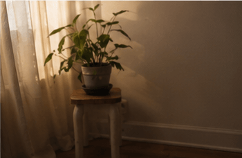 A small potted plant on a stool, lit by the evening glow from a window.