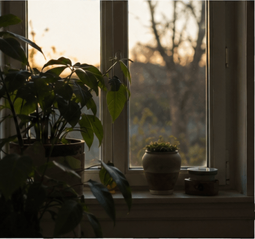 A plant silhouetted against a dim window at evening, the room around it deep in shadow.